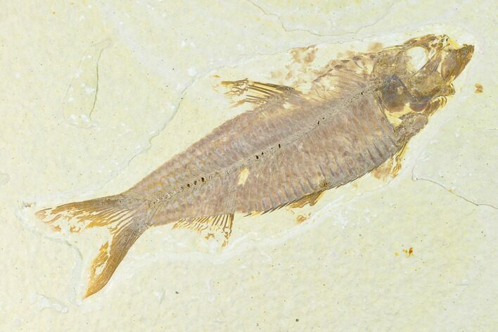 Fossil Fish (Knightia) - Wyoming #144193